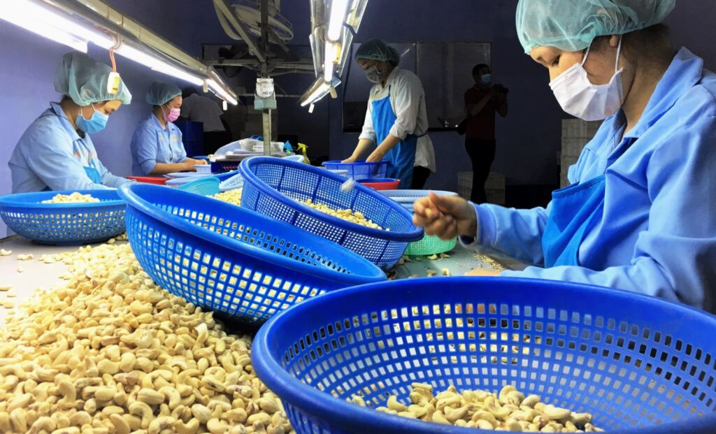 Grading cashew nuts
