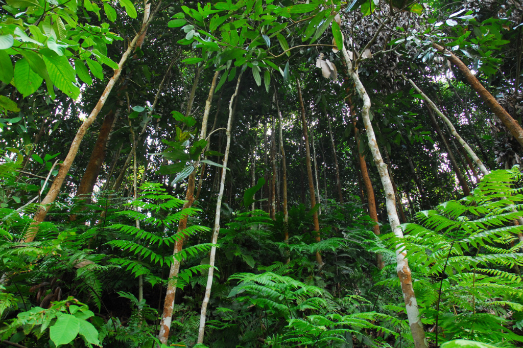 Cinnamon Forest in Yen Bai