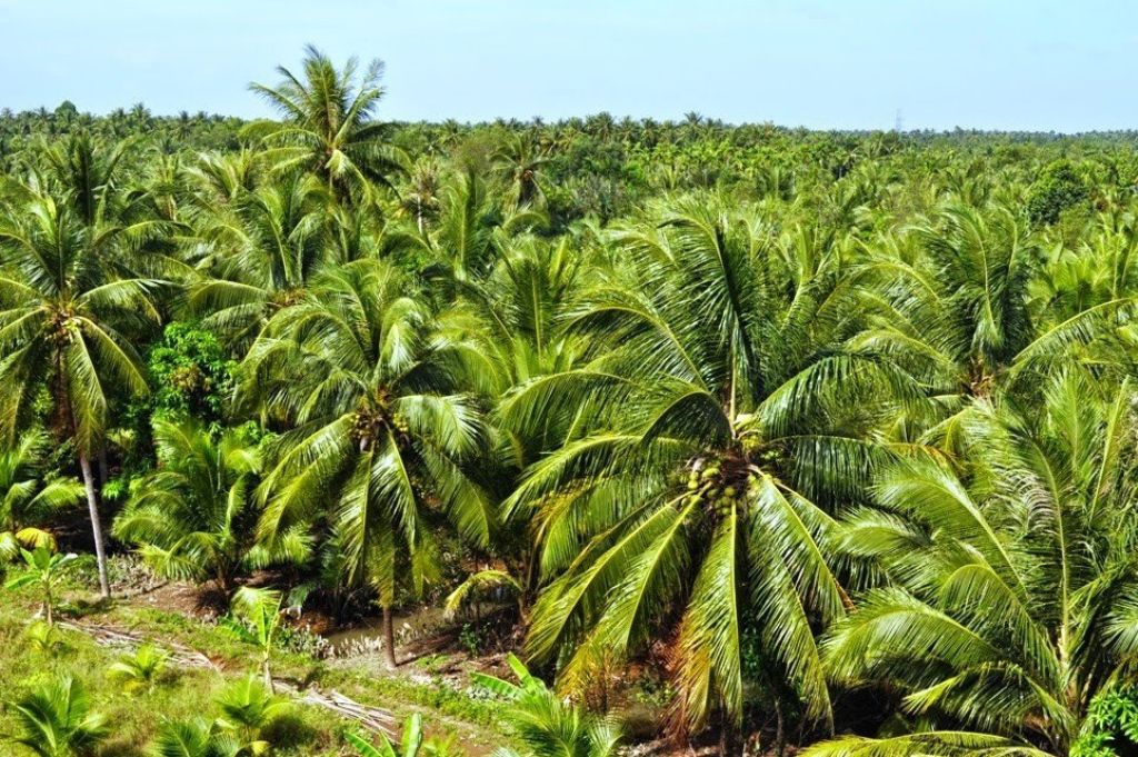 Coconut Growing Region