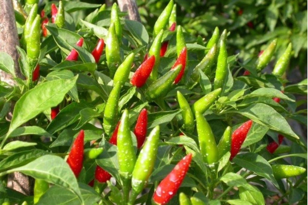 Vietnam Fresh Chili Garden