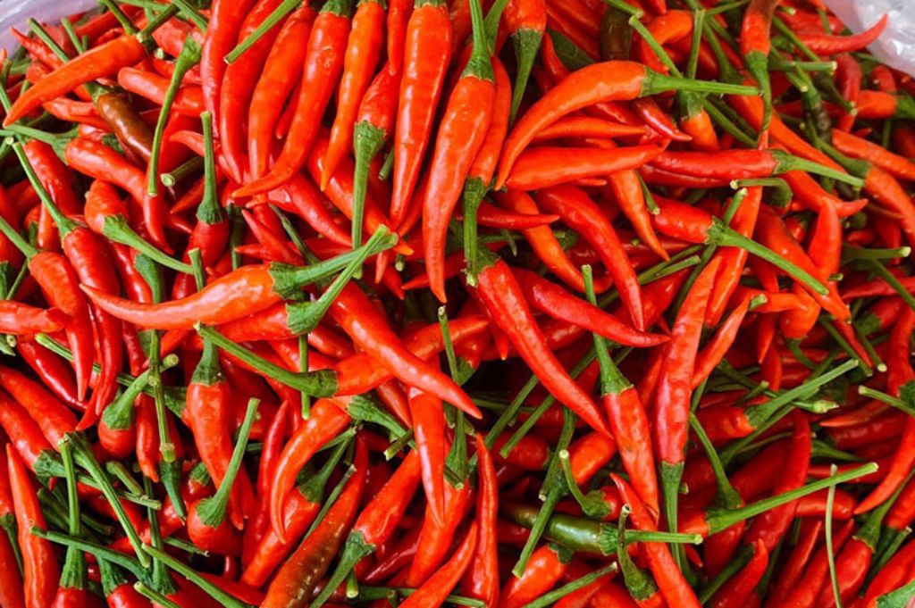 Vietnam Fresh Chili