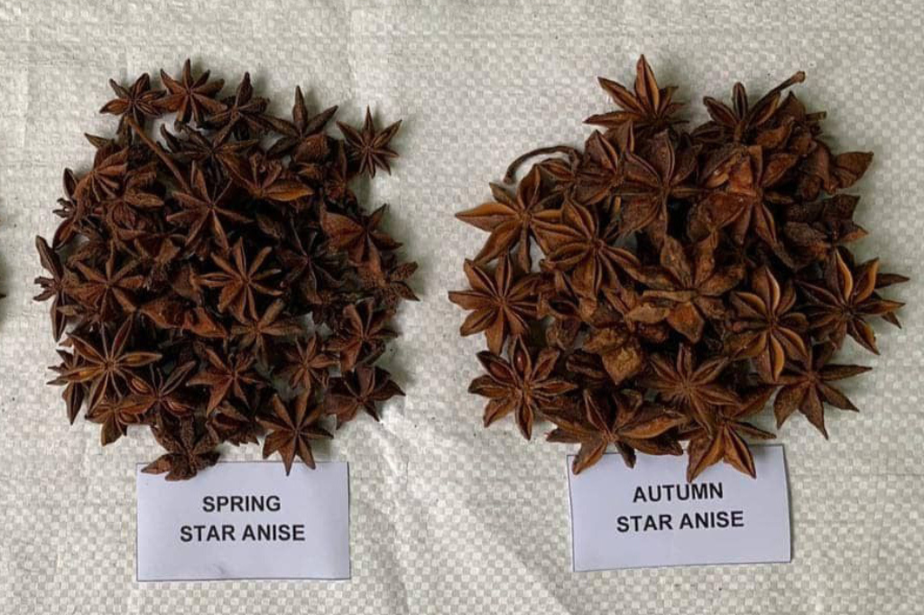 2 Kinds of Star Anise