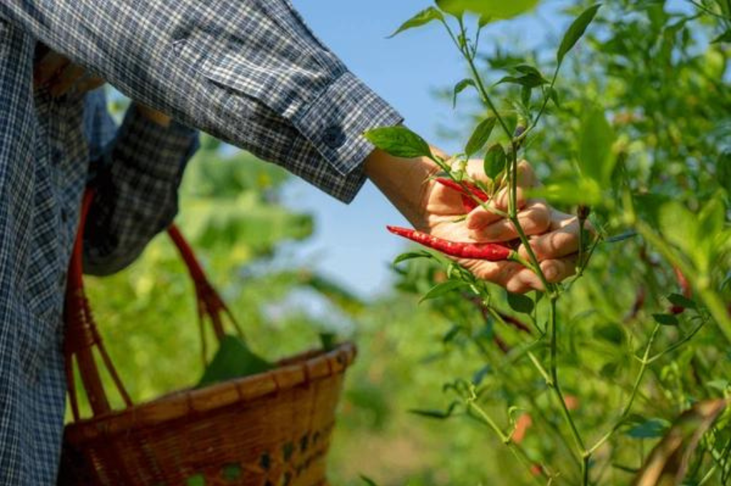 Harvest Chili