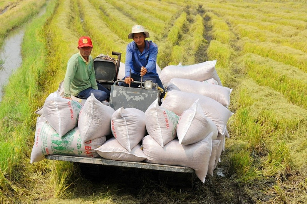 Mekong Delta Rice Growing