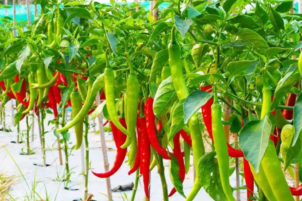 Cayenne Pepper (Ot Chi Dia)