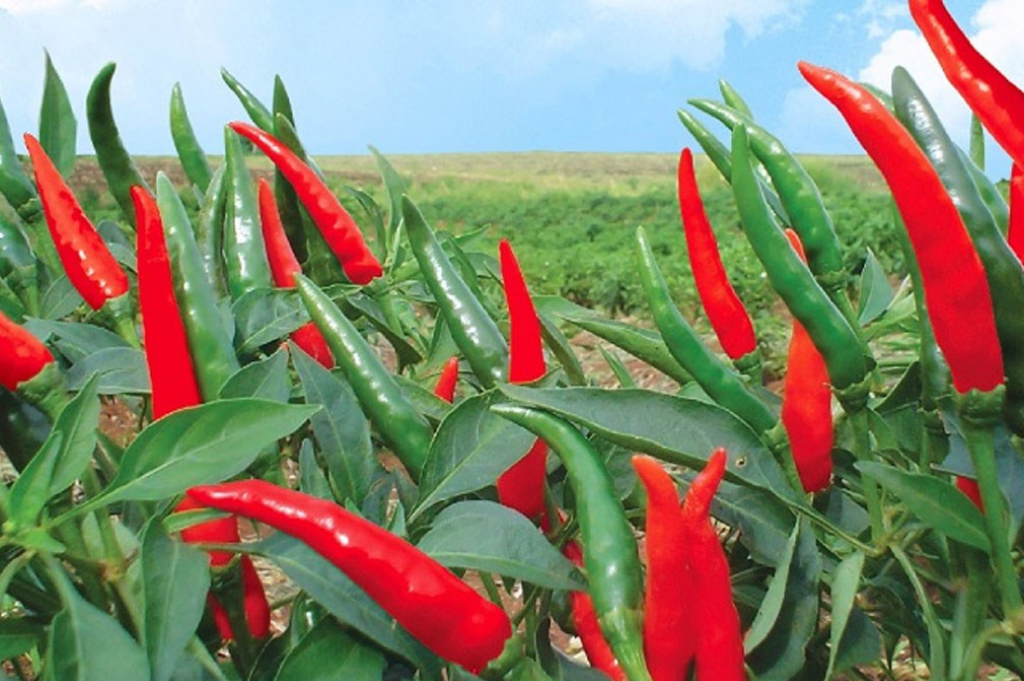 Celestial Chili Pepper (Ot Chi Thien)