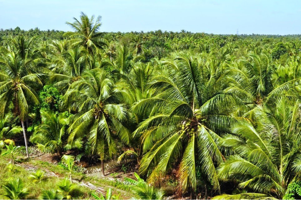 Coconut Trees in Ben Tre