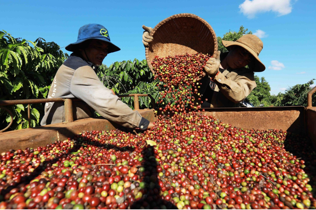 Coffee Beans Exports