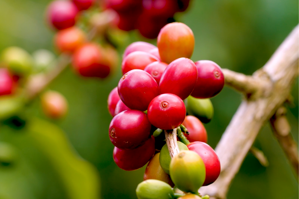 Coffee Fruits