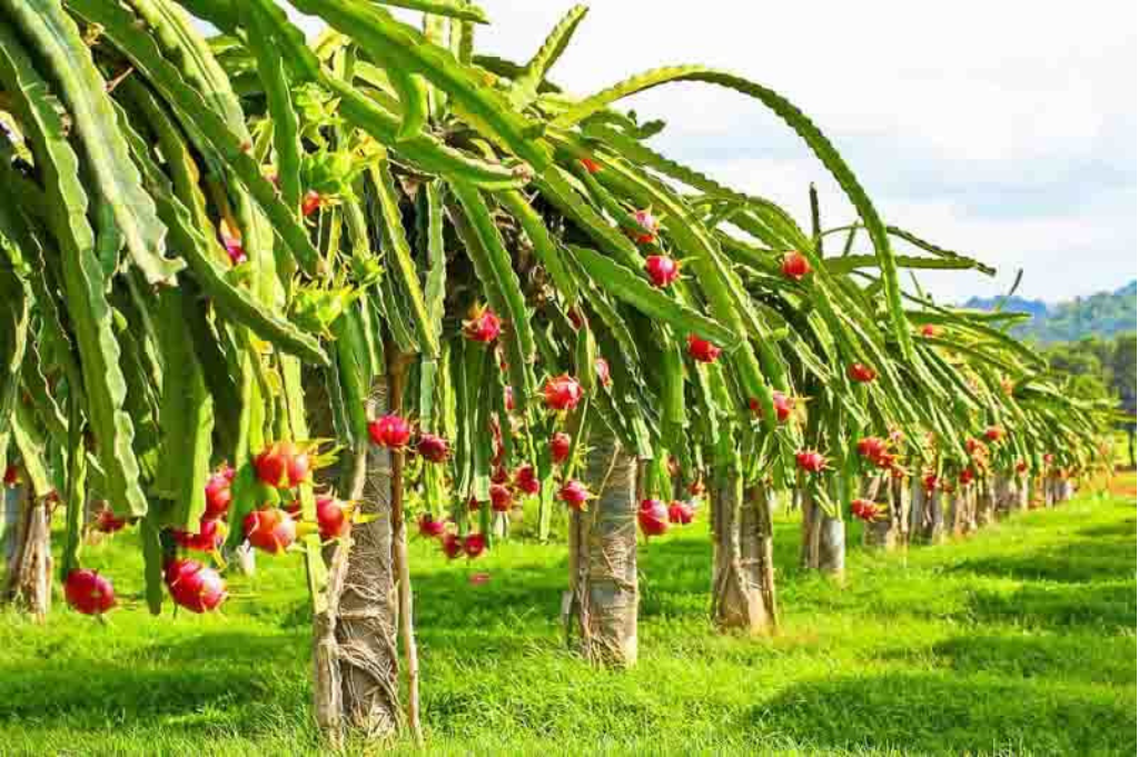 Dragon Fruits Garden