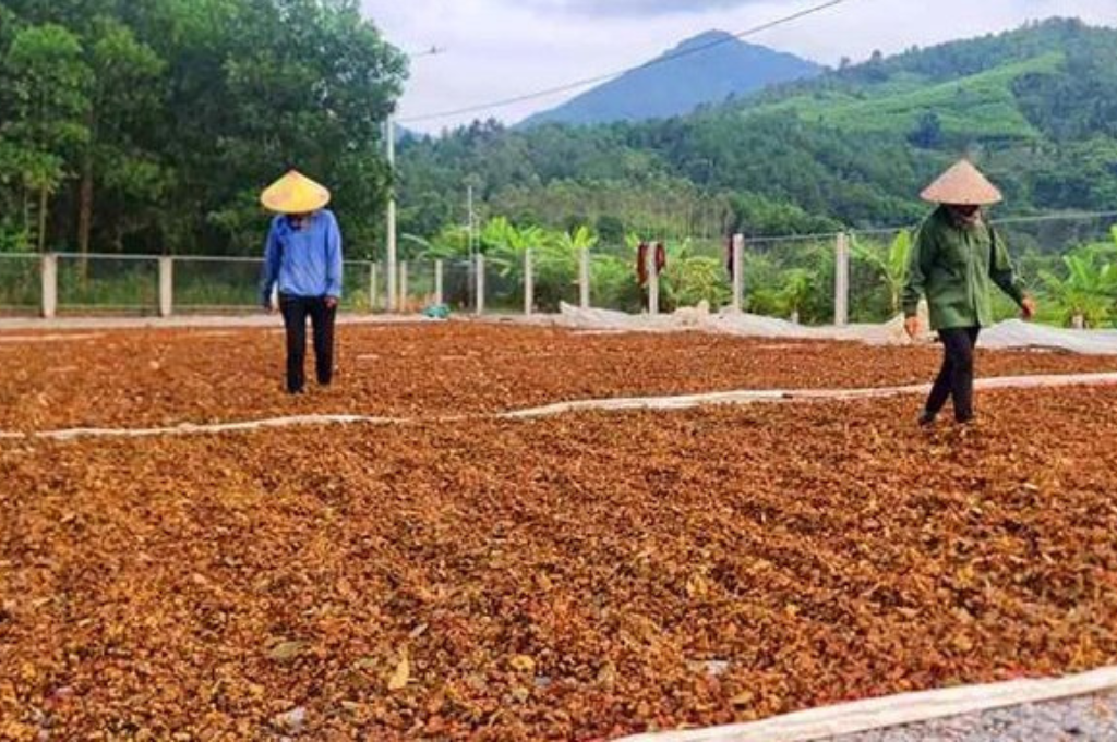 Drying Star Anise in Lang Son