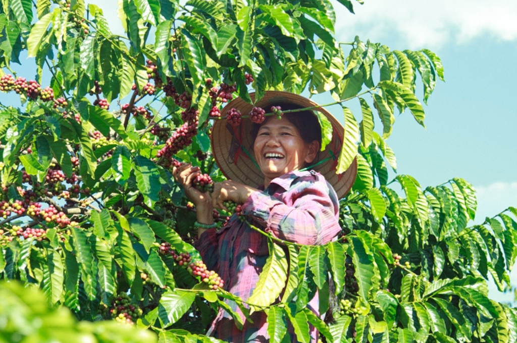 Farming Coffee Beans