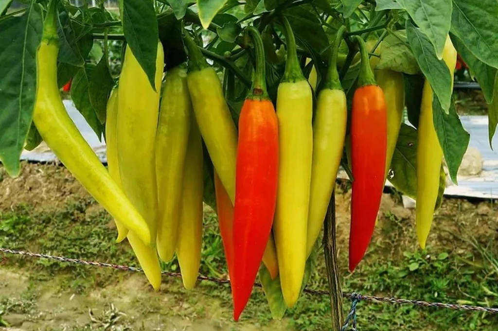 Golden Horn Chili Pepper (Ot Sung Vang)