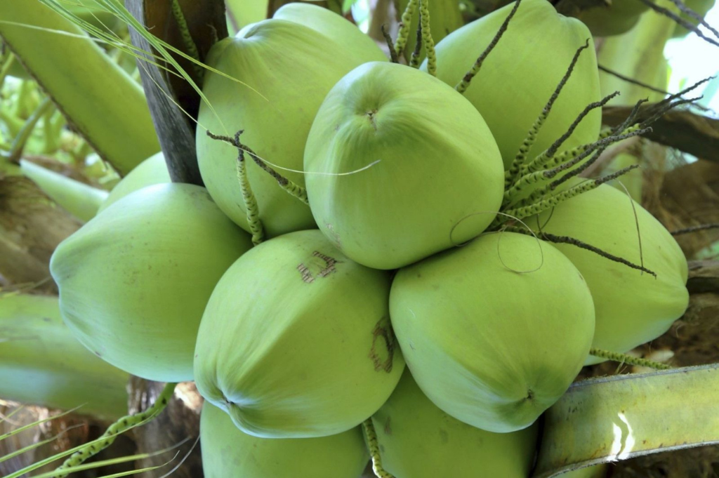 Growing Coconut