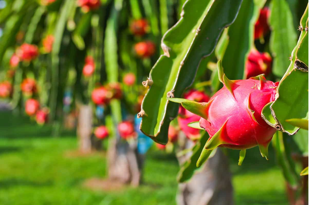 Growing Dragon Fruits