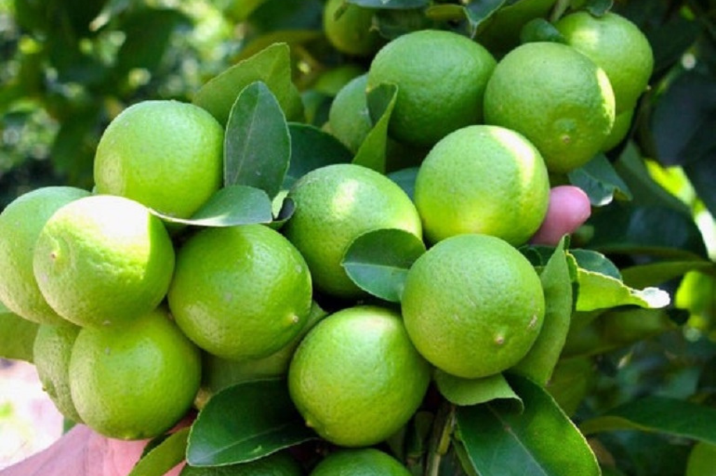 Growing Seedless Limes