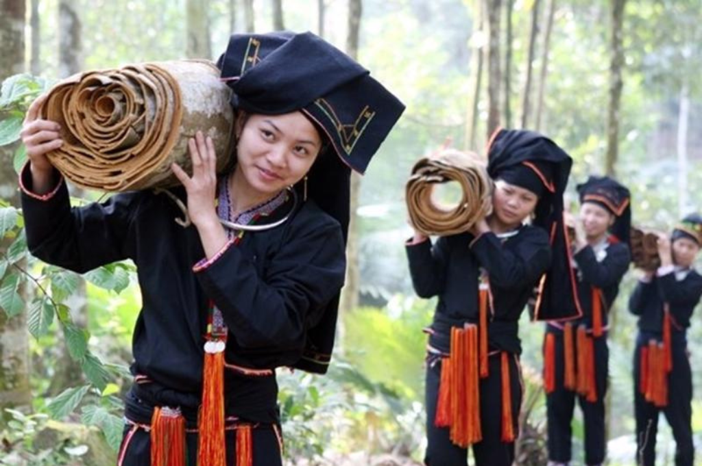 Harvesting Cassia Cinnamon