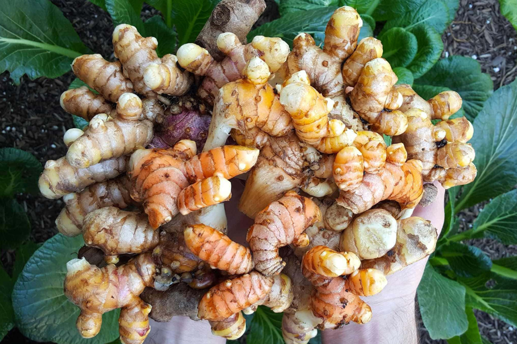 Harvesting Turmeric