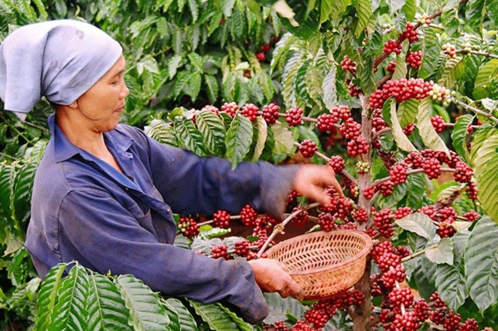 Harvesting Vietnam Coffee Beans