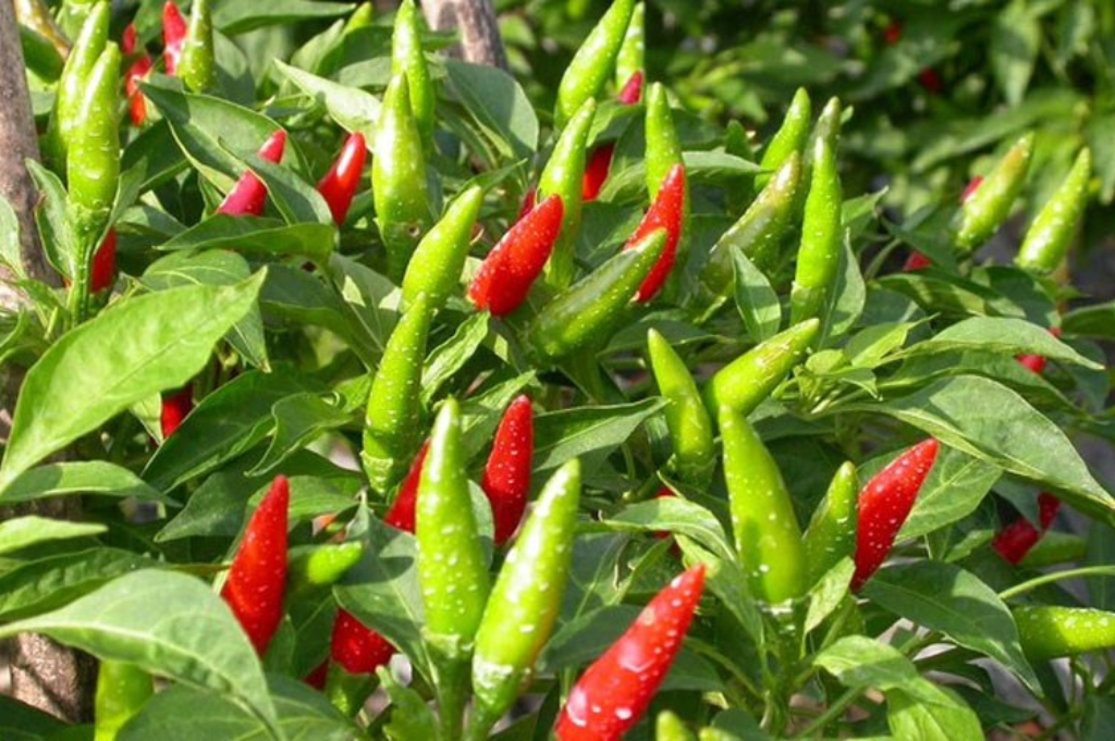 Kinds of Chilies in Vietnam