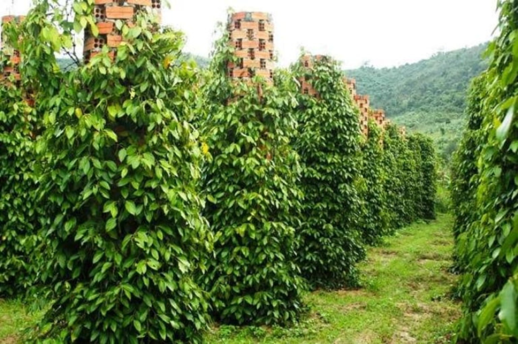 Pepper Garden in Phu Quoc