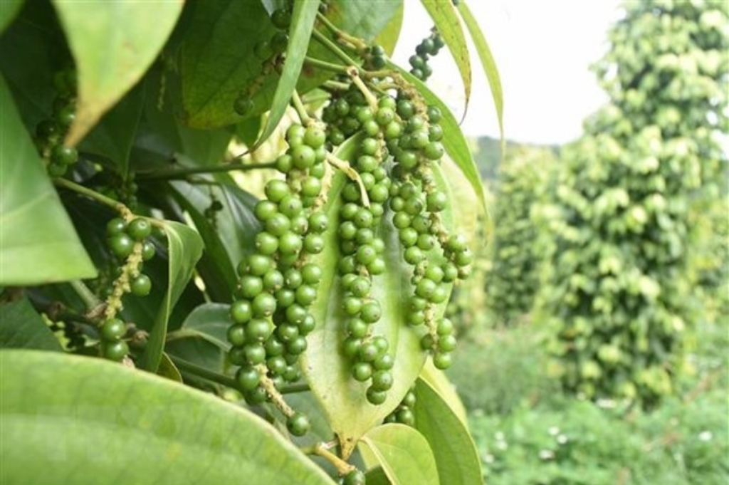 Pepper Garden