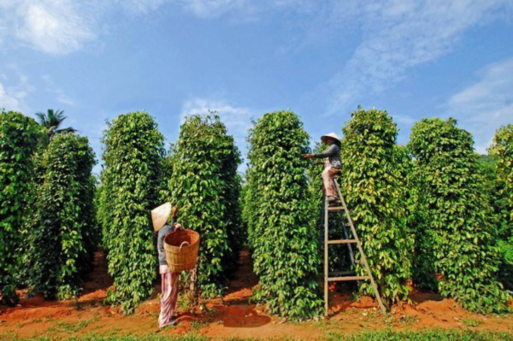 Pepper in Vietnam