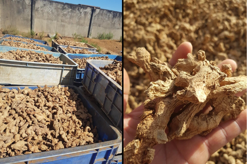 Process Dried Ginger