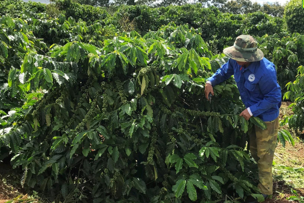 Taking Care Coffee Trees