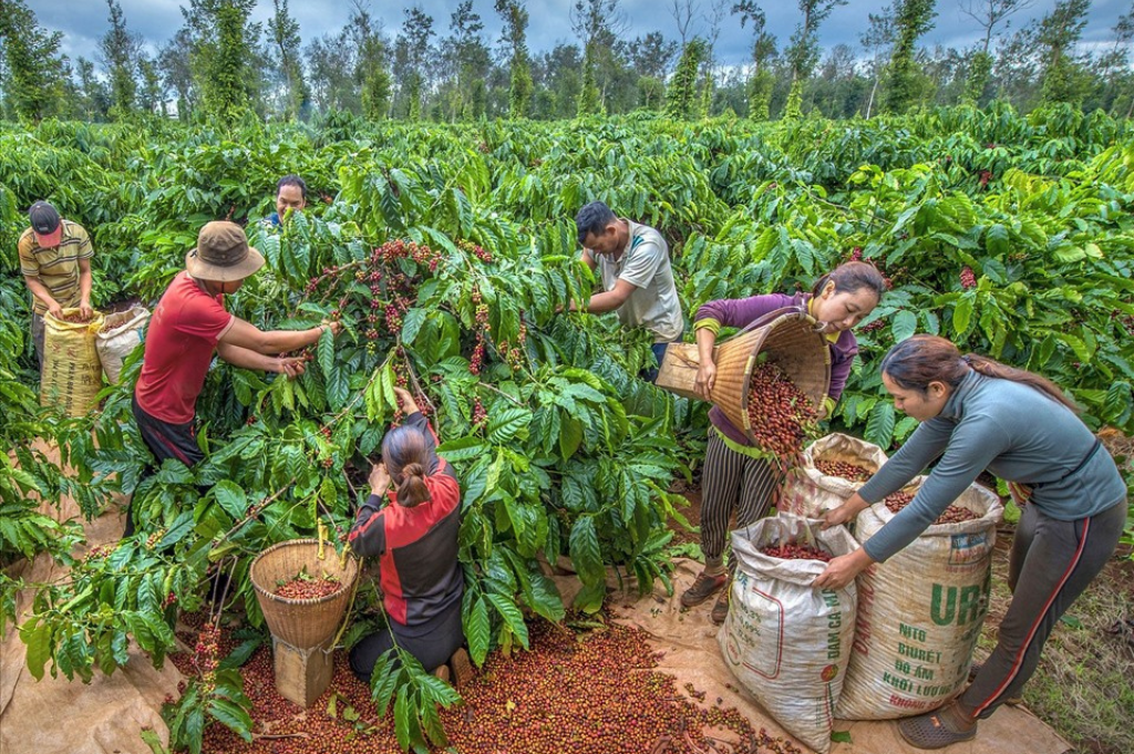 Vietnam Coffee Exports