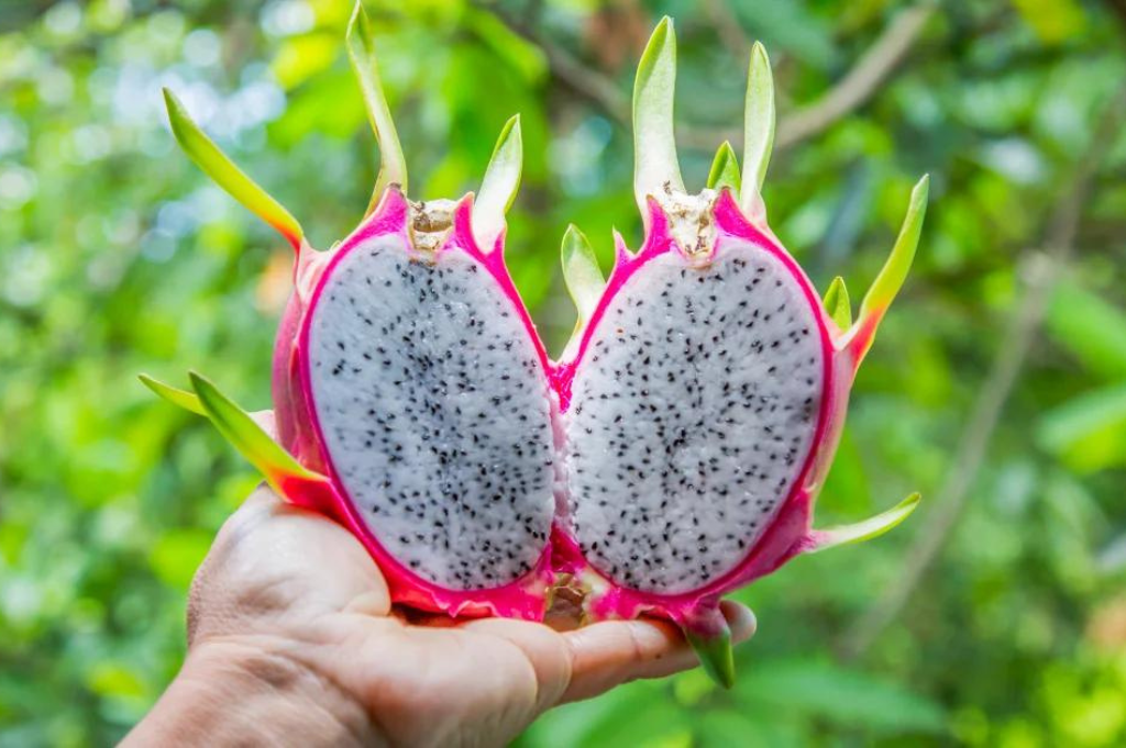 Vietnam Dragon Fruits