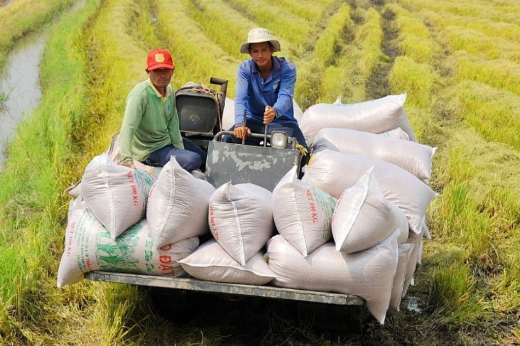 Vietnam Rice Exports