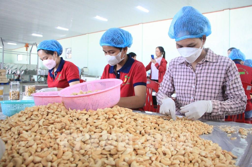 Worker Sorting Cashews