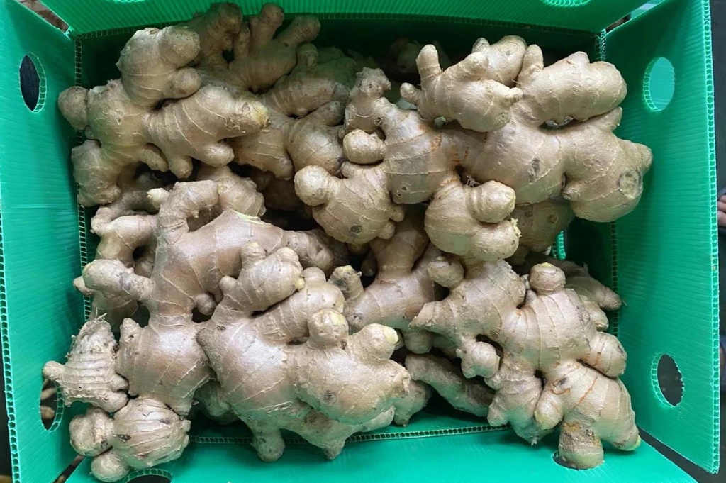 Packing Fresh Ginger