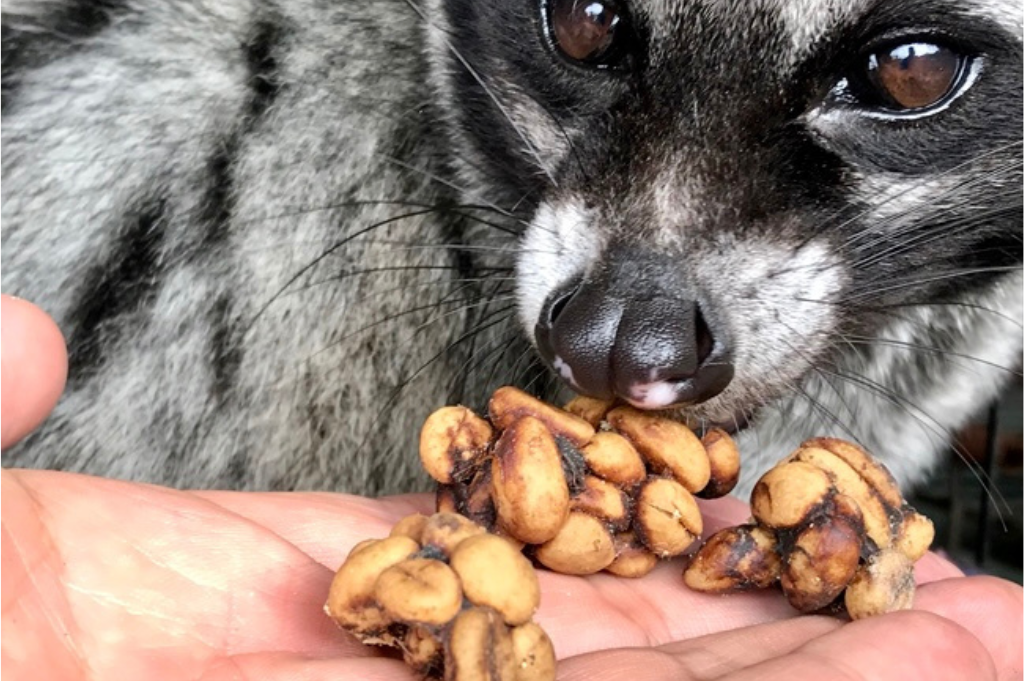 Weasel Coffee Beans