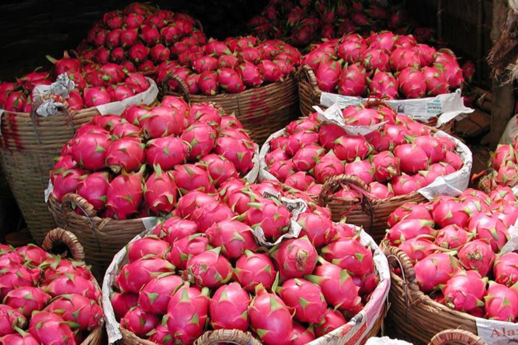 Dragon Fruits Exports