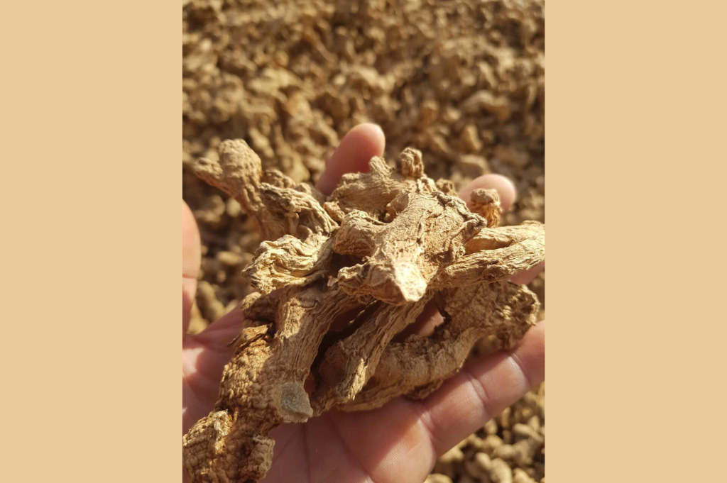 Dried Ginger