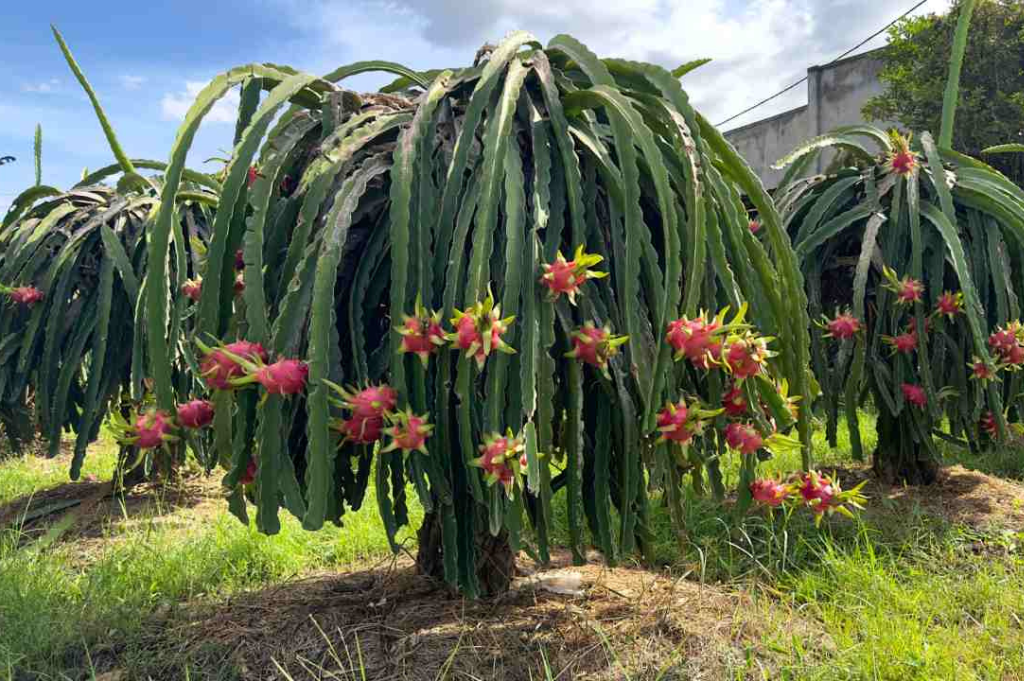 Grow Dragon Fruits at Home