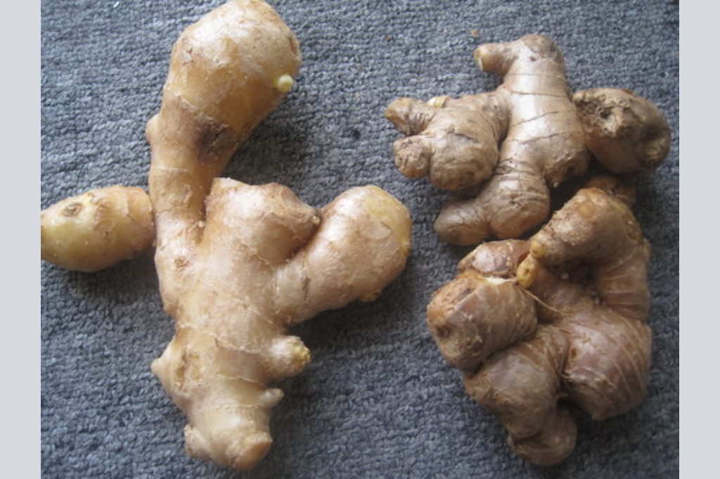 How to Distinguish Vietnamese Ginger and Chinese Ginger