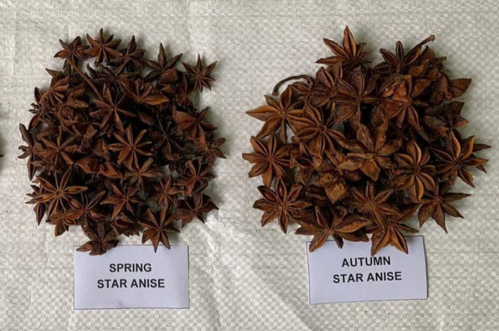 Spring and Autumn Star Anise