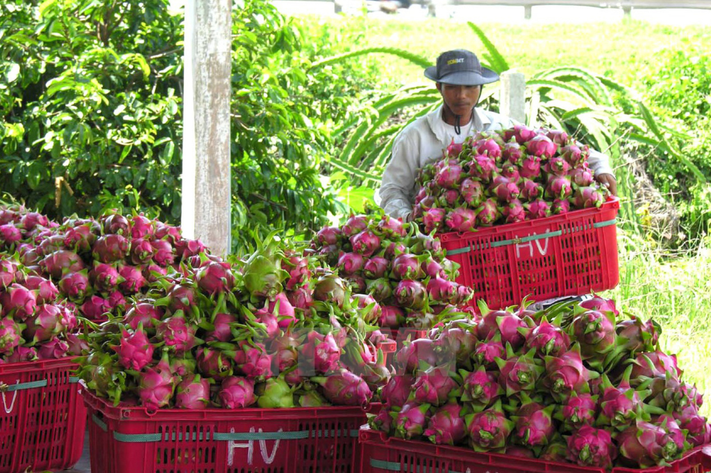 Vietnamese Dragon Fruits