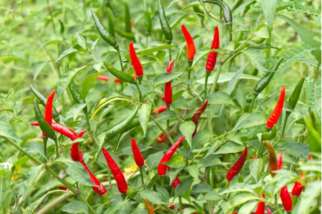 Bird's Eye Chili Pepper