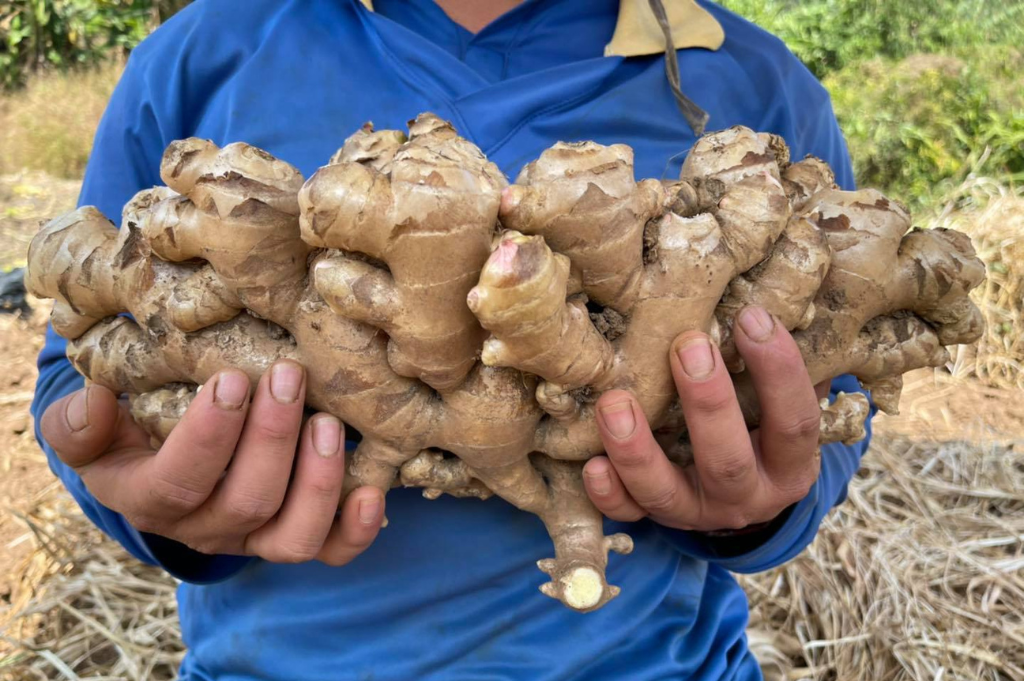 Buffalo Ginger from Vietnam