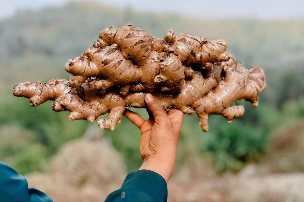 Vietnamese Buffalo Ginger