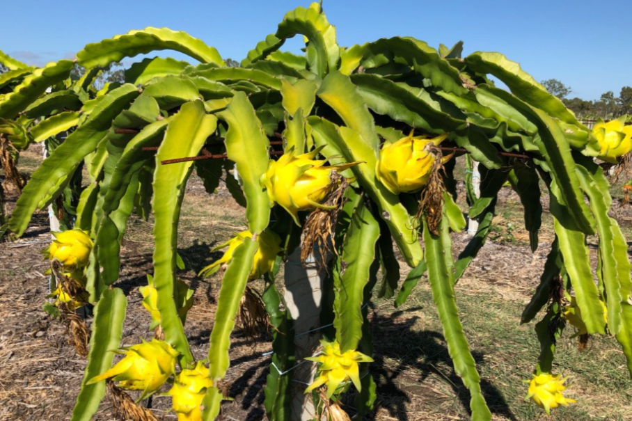 Yellow Dragon Fruits