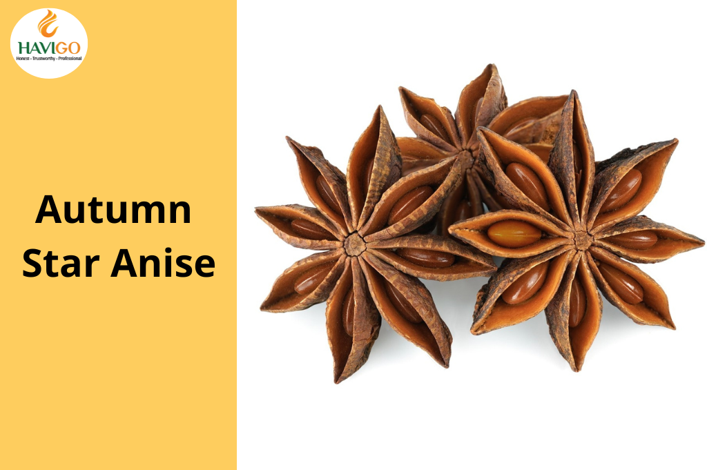 Autumn Star Anise