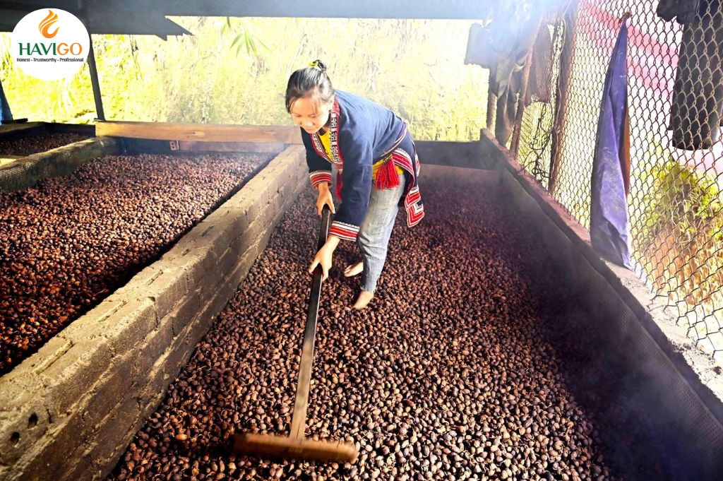 Drying Black Cardamom