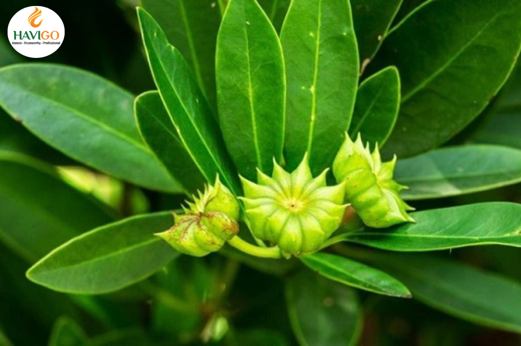 Fresh Star Anise