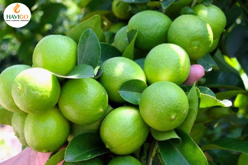 Harvesting Seedless Limes