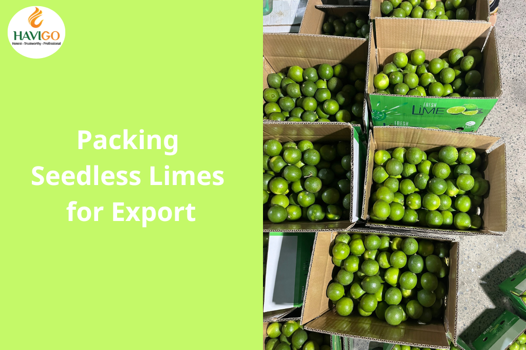 Packing Seedless Limes for export